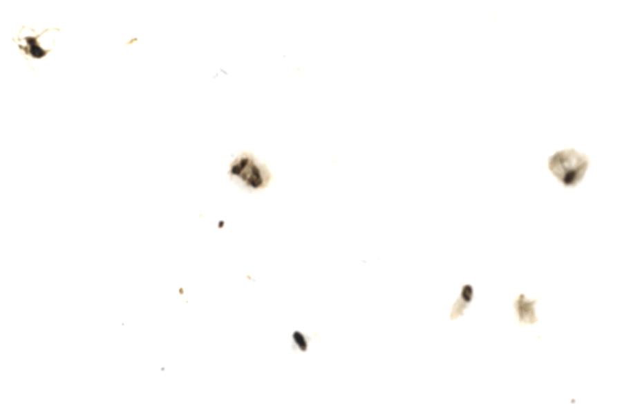 Image 49